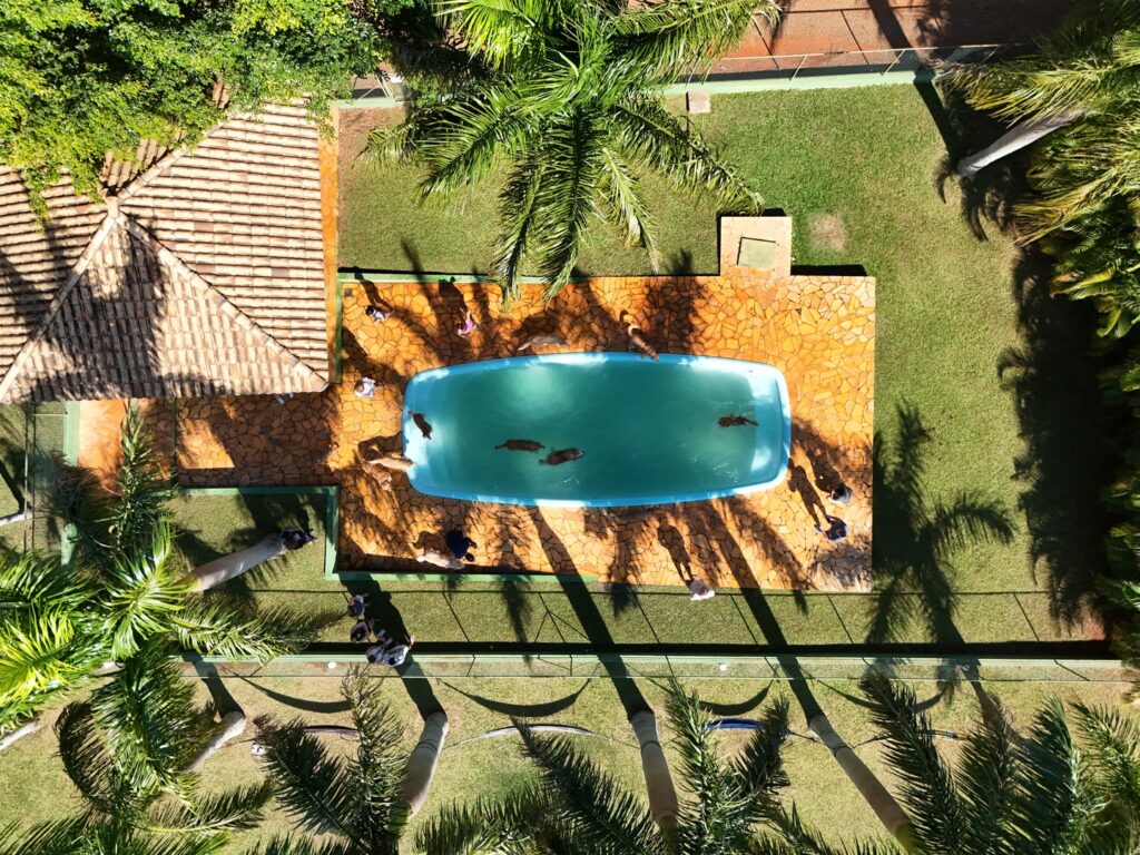 Como deixar os cachorros tranquilos durante as férias? DJI 20240616125955 0623 D 1