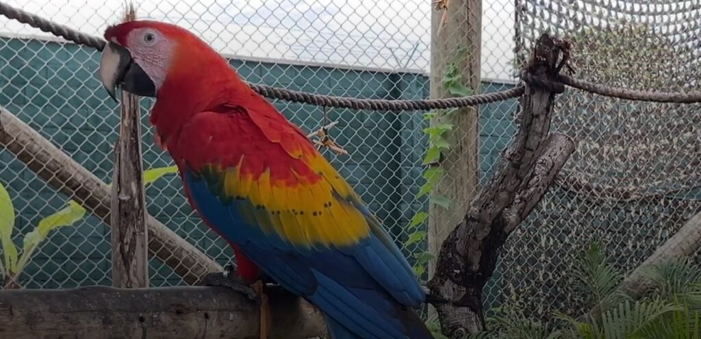 Tudo o que você precisa saber sobre o Beach Park arvorar