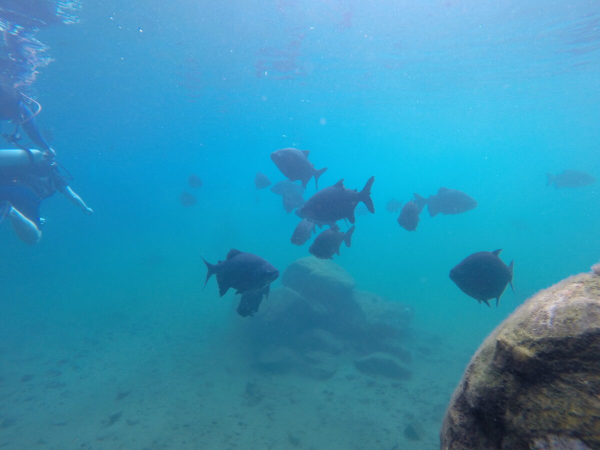 Mergulho ecológico.